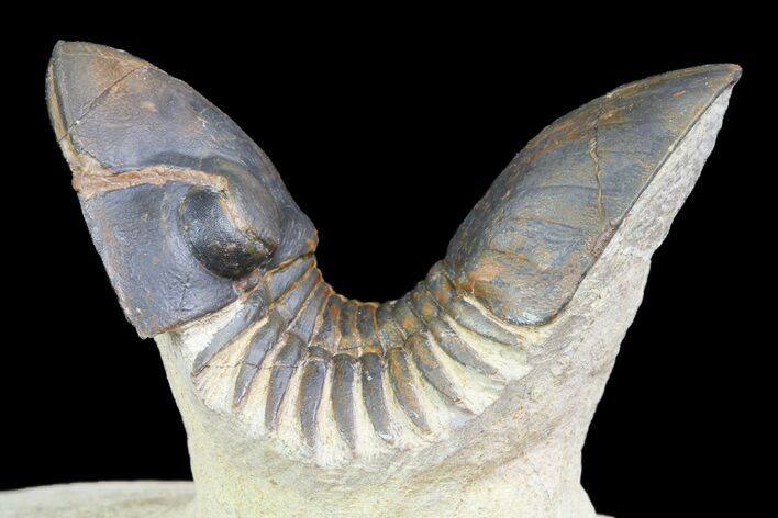 Paralejurus Trilobite Fossil - Foum Zguid, Morocco #74876